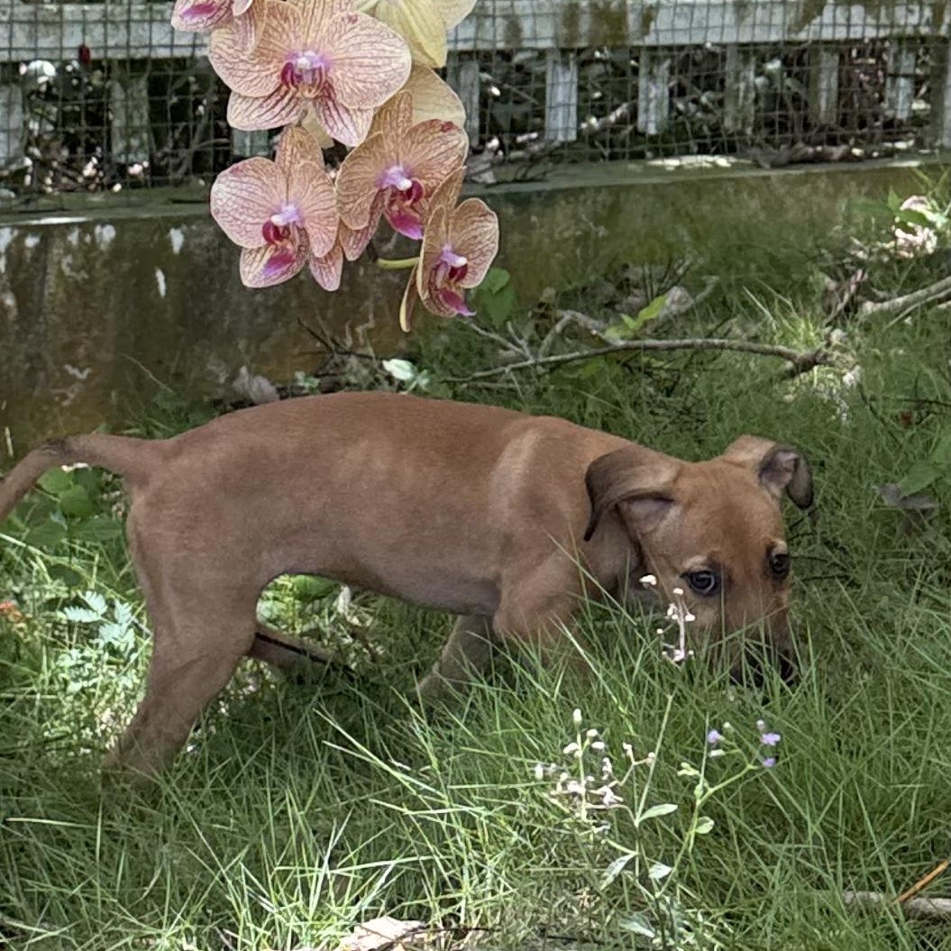 Ash, Adoptable, Puppy Female Mixed Breed.