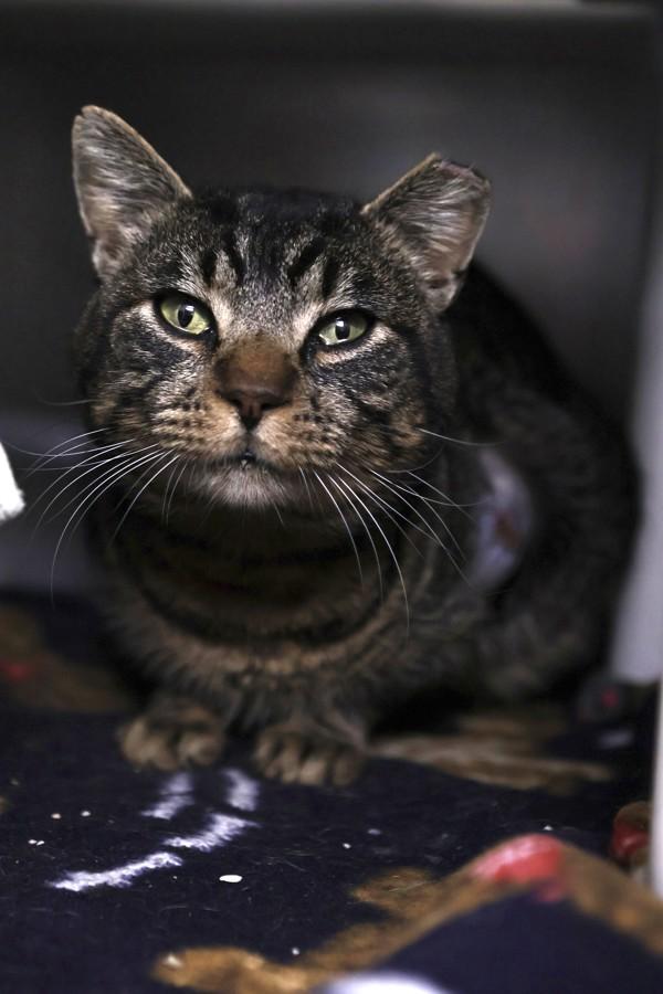 Enlarge Flynn, a Adoptable mixed breed in Santa Rosa, CA image 1/1