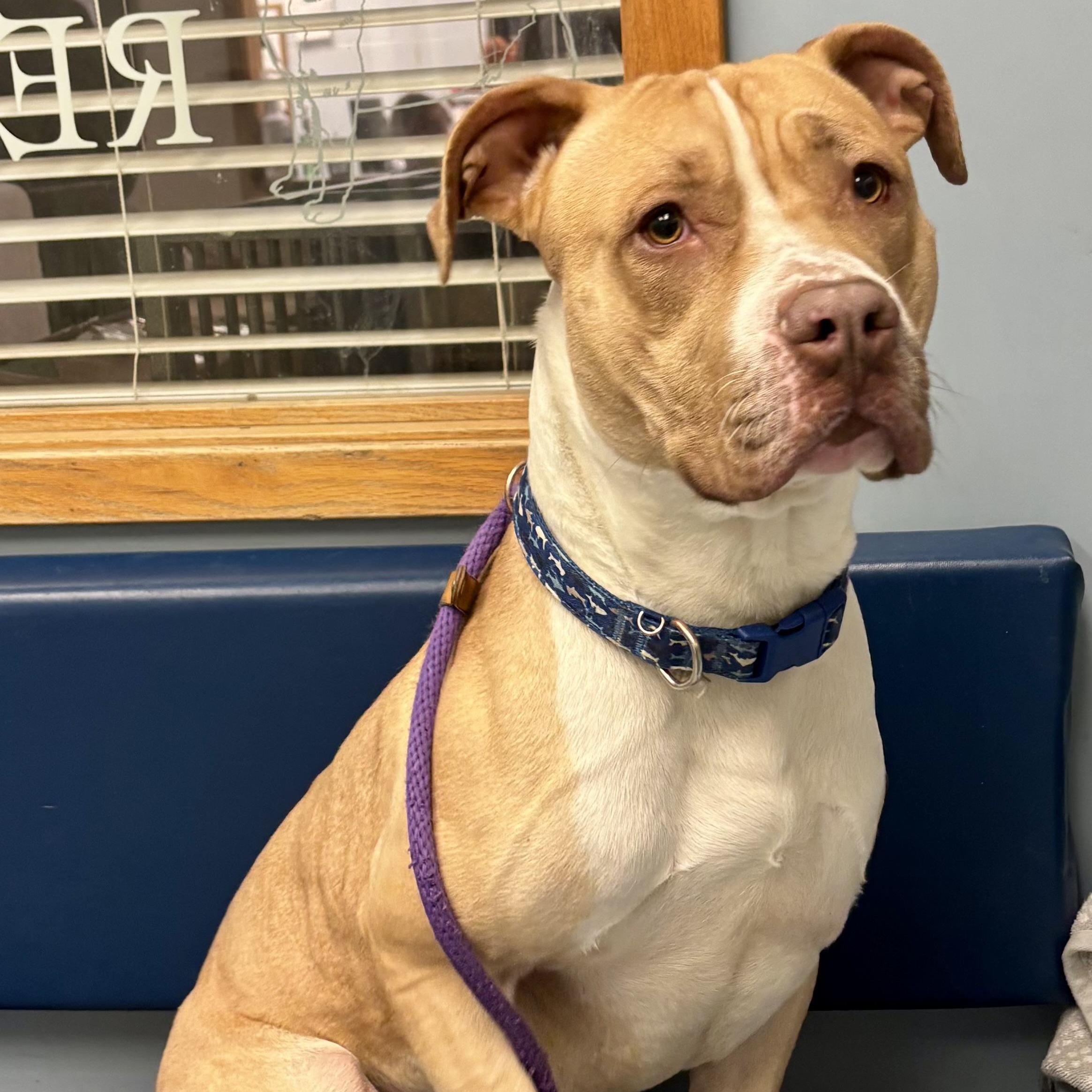 Carmelo, ADOPTABLE, Young Male Pit Bull Terrier.