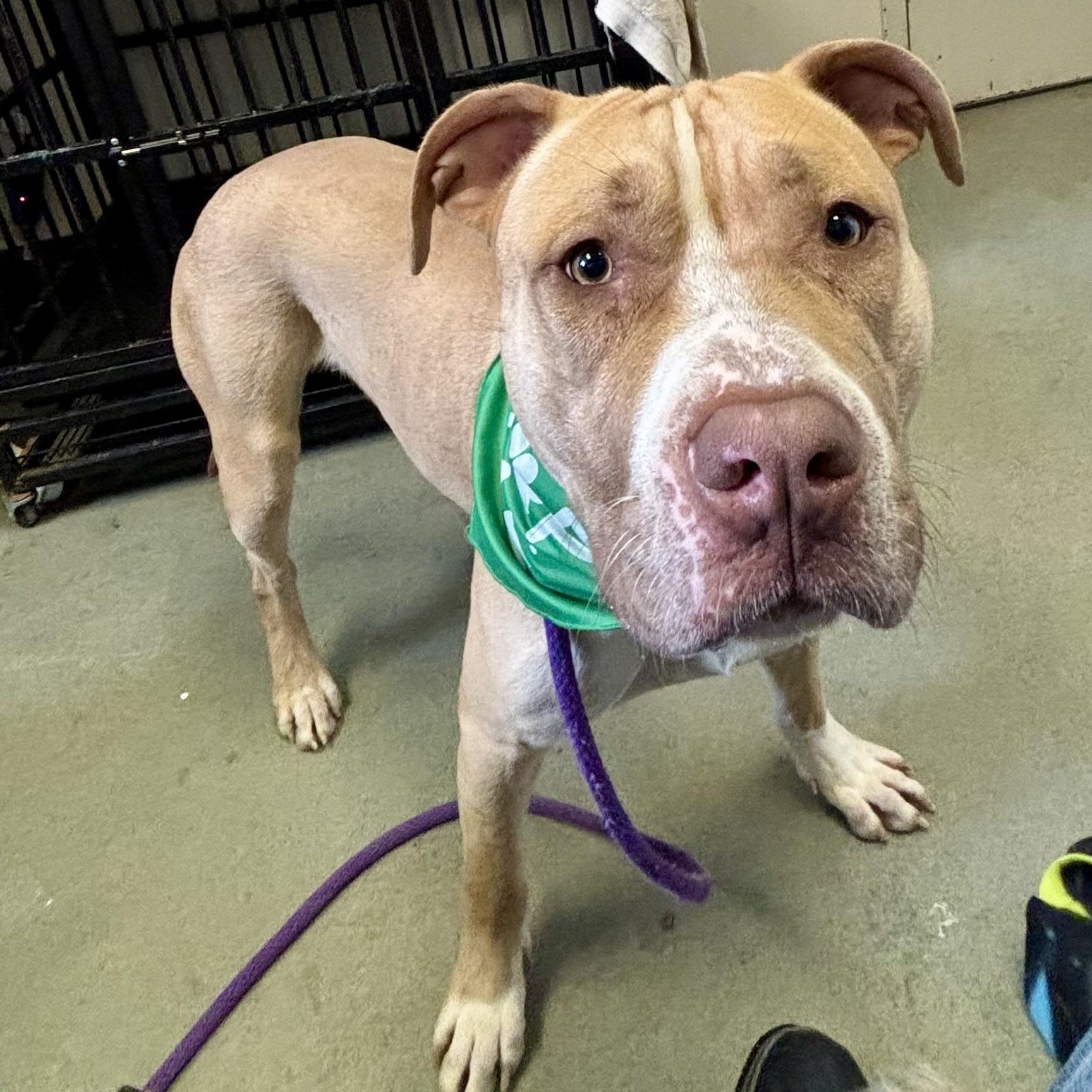 Carmelo, ADOPTABLE, Young Male Pit Bull Terrier.