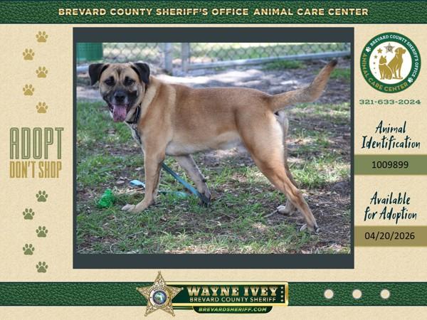 Enlarge Kona, a Adoptable mixed breed in Melbourne, FL image 1/1