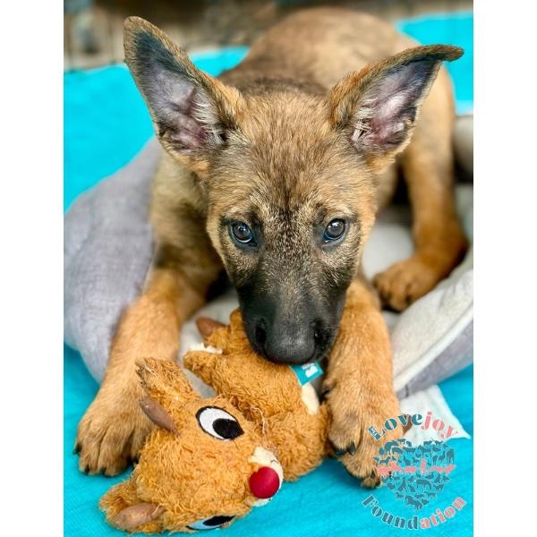 Enlarge Shasta, an adopted mixed breed in Inglewood, CA image 1/2