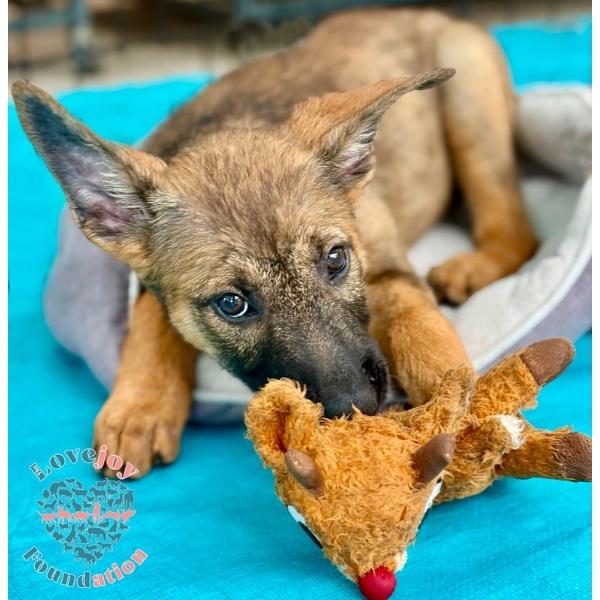 Enlarge Shasta, an adopted mixed breed in Inglewood, CA image 2/2