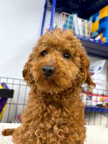 Enlarge Peter, an adopted Miniature Poodle in Bedford Hills, NY image 4/6