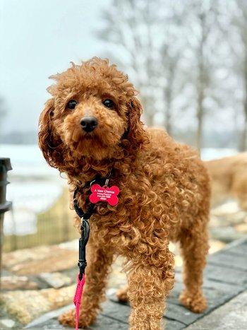 Enlarge Peter, an adopted Miniature Poodle in Bedford Hills, NY image 1/6