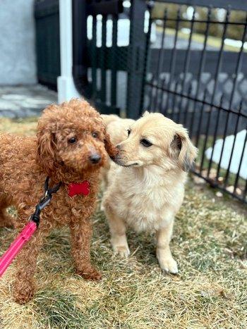 Enlarge Peter, an adopted Miniature Poodle in Bedford Hills, NY image 5/6