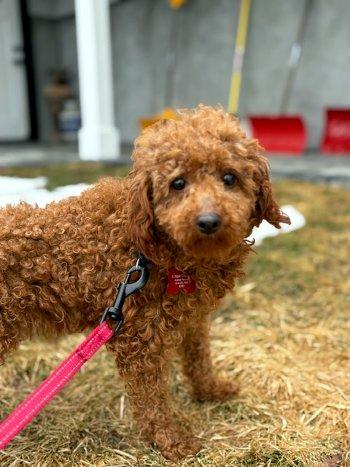 Enlarge Peter, an adopted Miniature Poodle in Bedford Hills, NY image 3/6