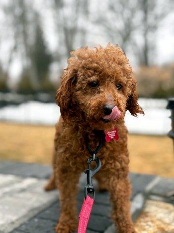 Enlarge Peter, an adopted Miniature Poodle in Bedford Hills, NY image 6/6