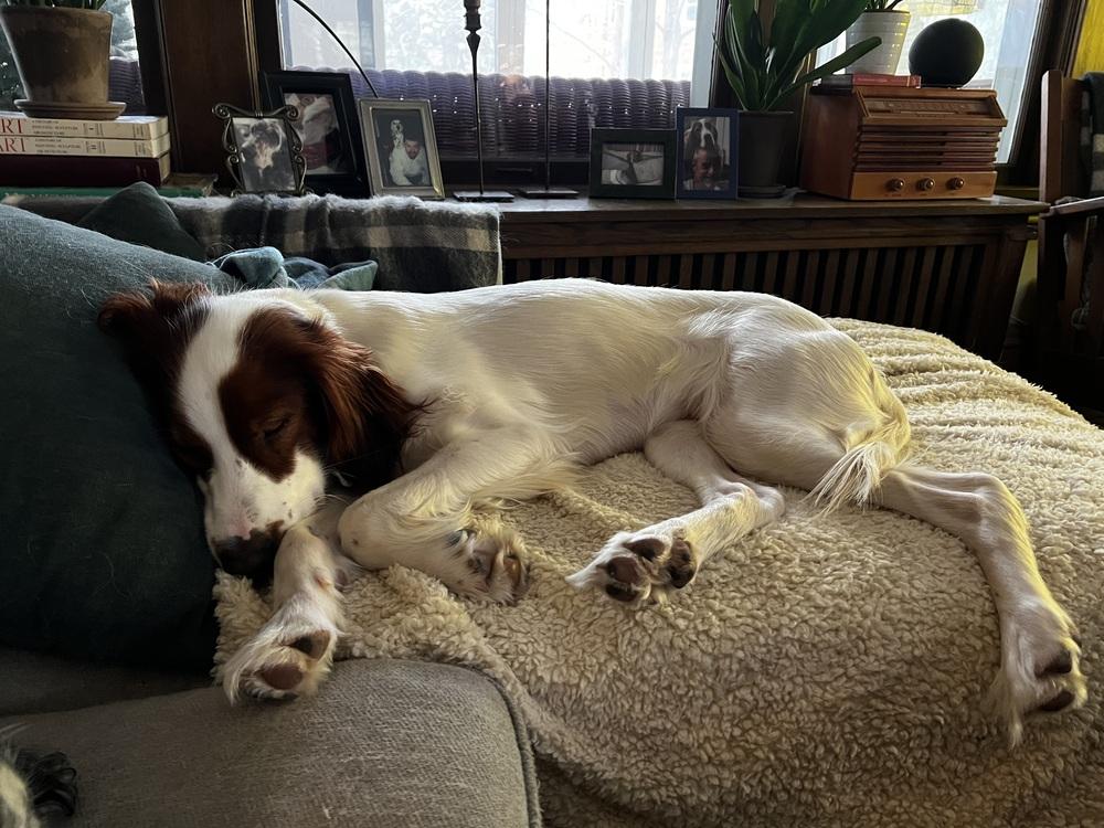 Available for Adoption - Goose (MN, USA), Adoptable, Young Female Irish Setter.