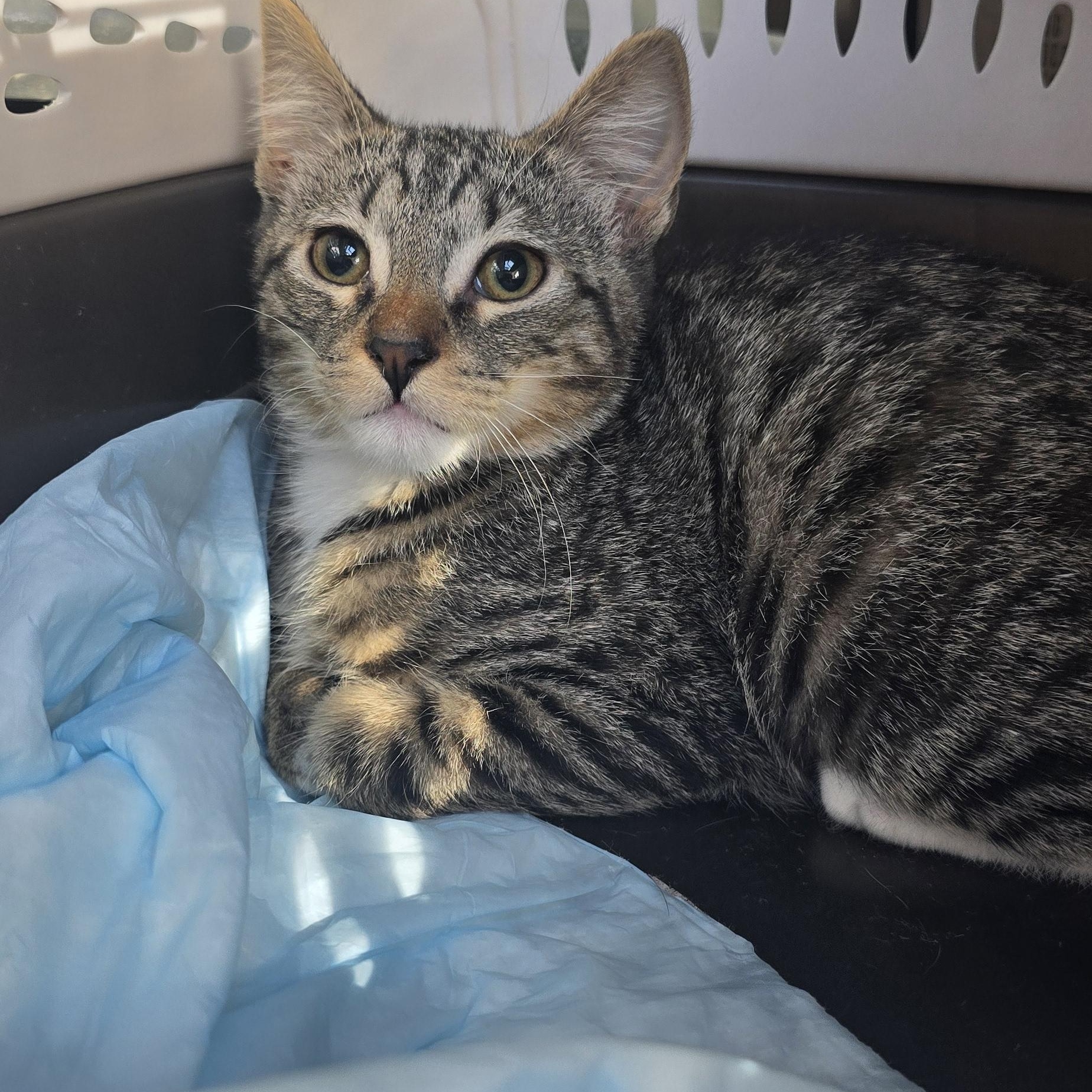 Enlarge Donatien BR14569-T, a Adopted mixed breed in Burlington, WA image 1/4
