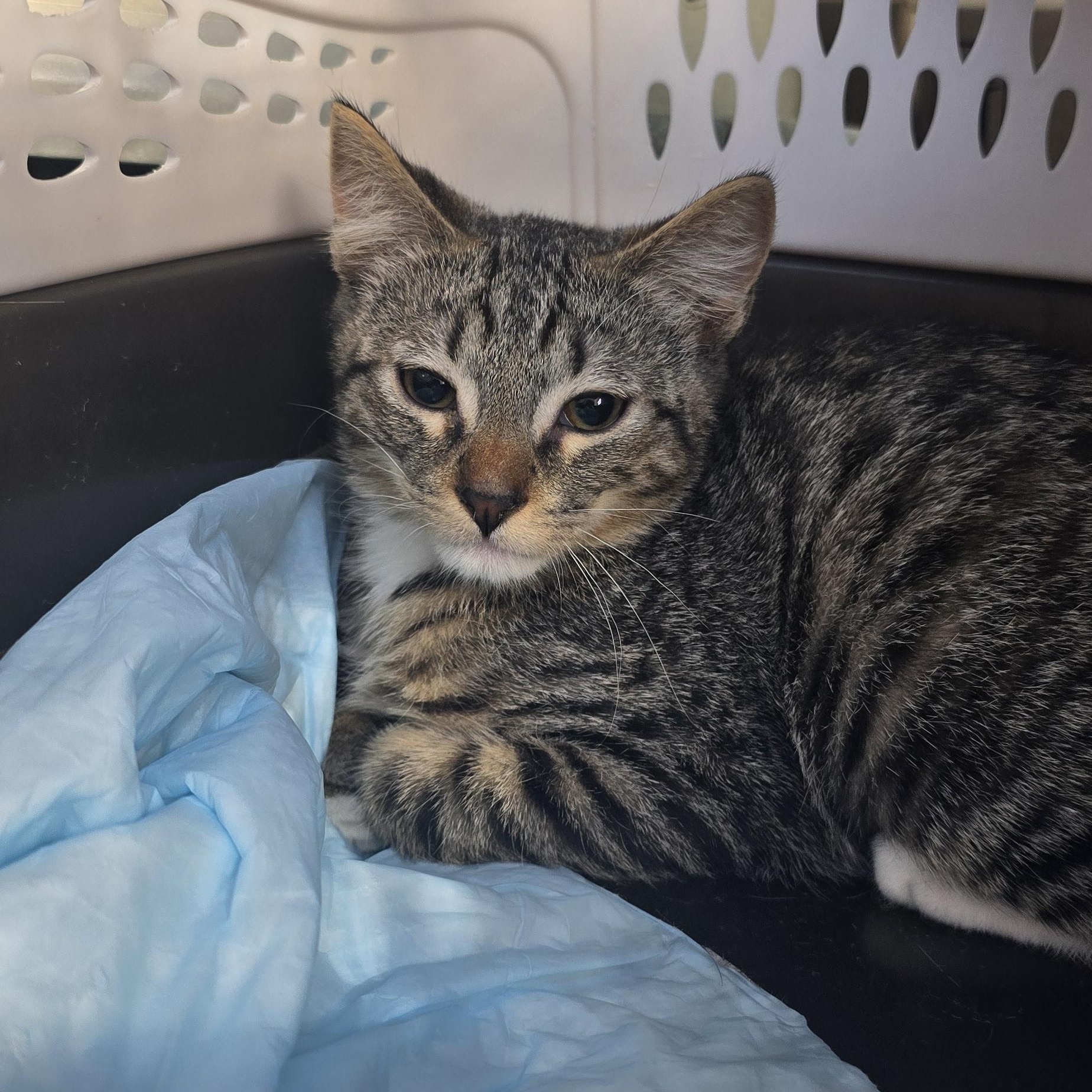 Enlarge Donatien BR14569-T, a Adopted mixed breed in Burlington, WA image 3/4