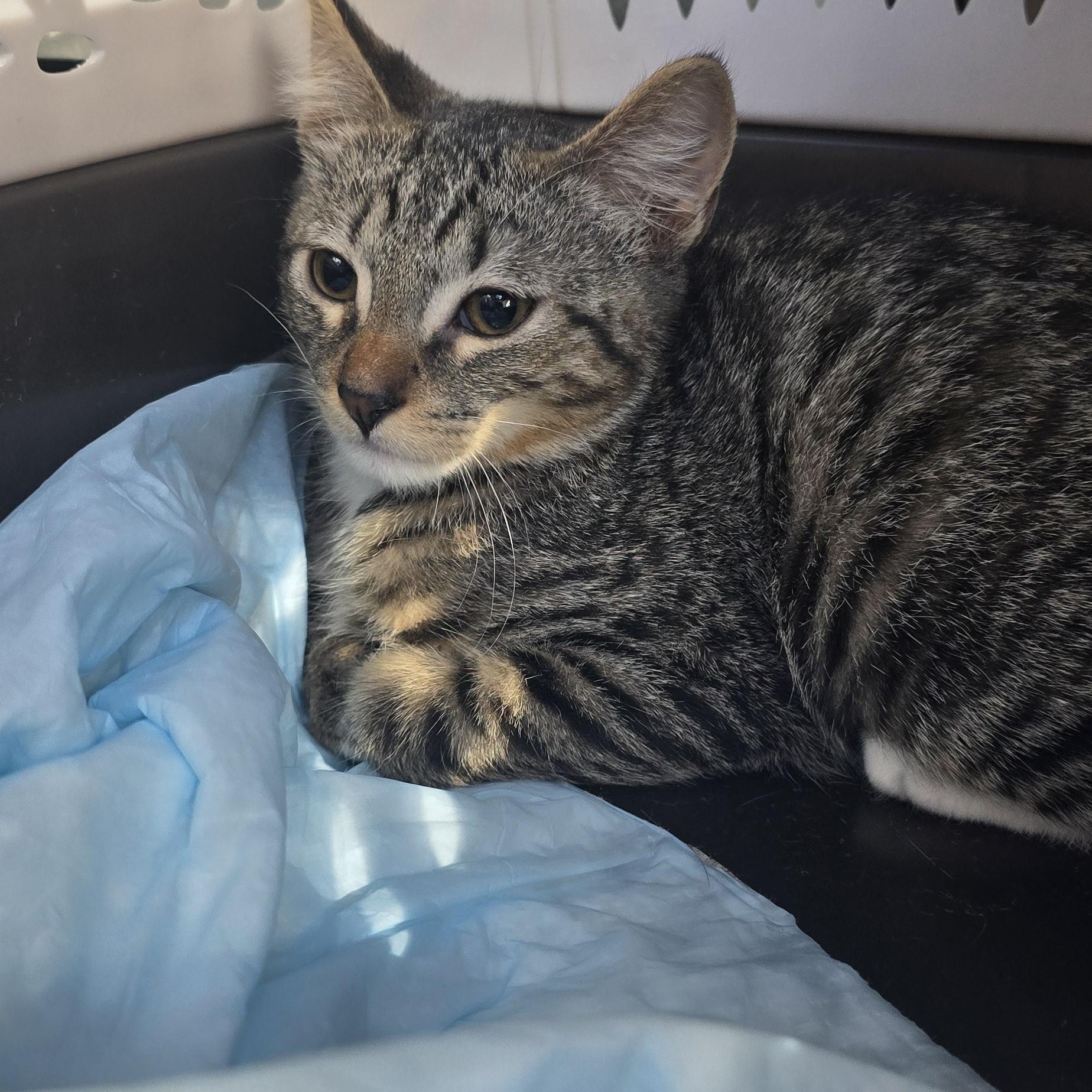 Enlarge Donatien BR14569-T, a Adopted mixed breed in Burlington, WA image 2/4