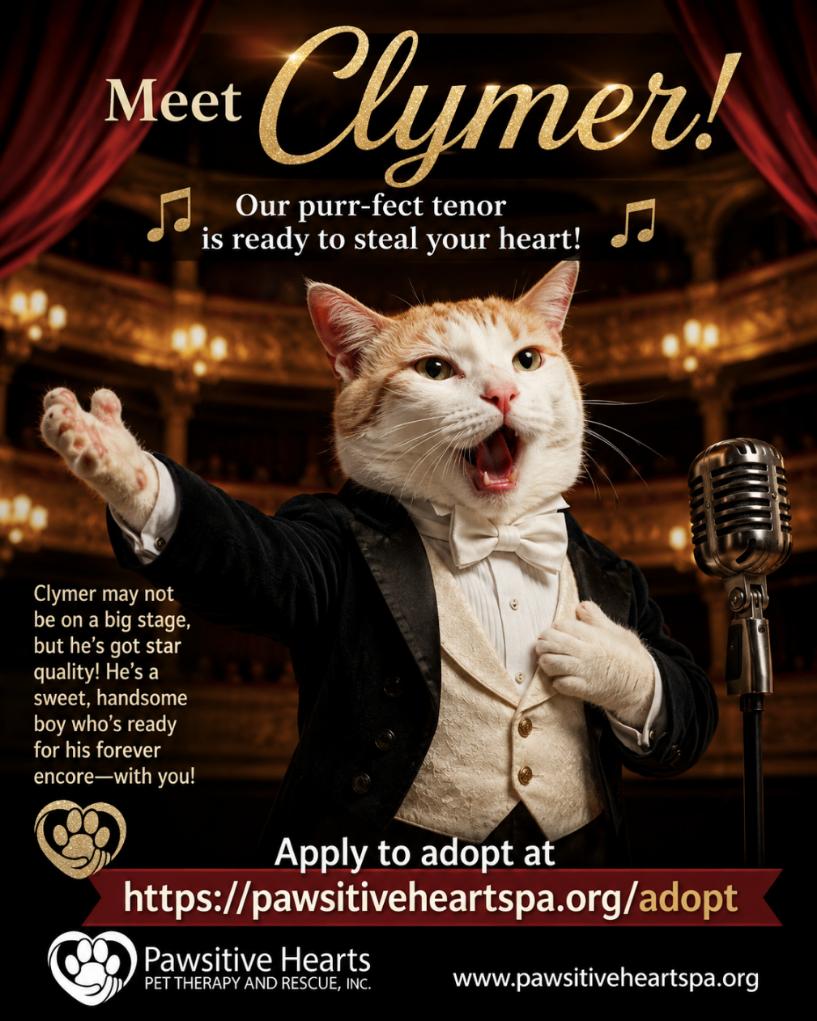 Clymer, adopted, Adult Male Domestic Short Hair.