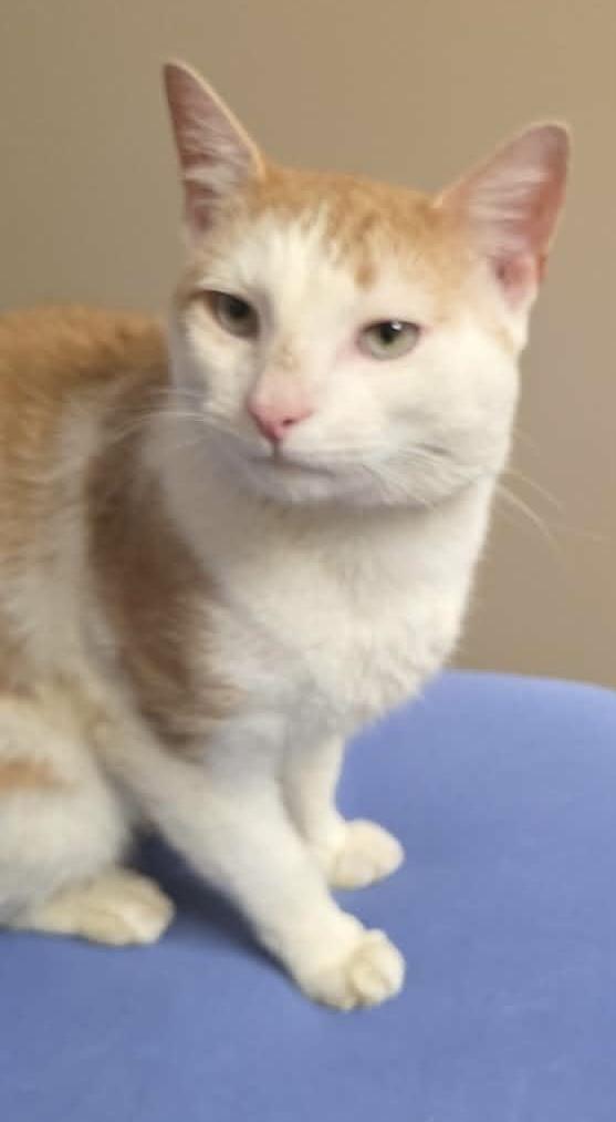 Clymer, an adopted mixed breed in Kenhorst, PA image 2/2