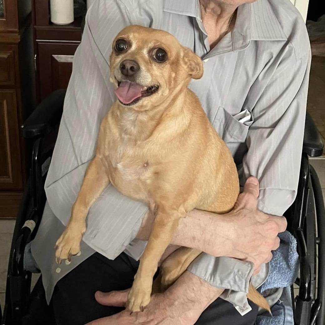 Daisy, Adopted, Senior Female Chihuahua.