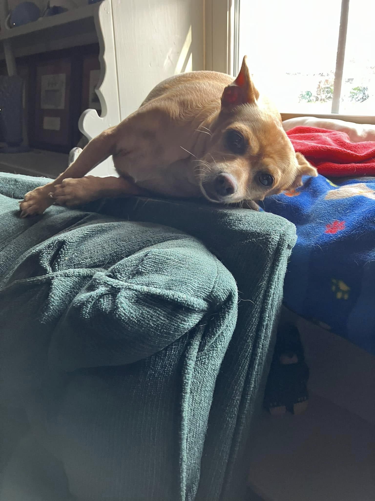 Enlarge Daisy, a Adopted Chihuahua in Jefferson , LA image 2/3