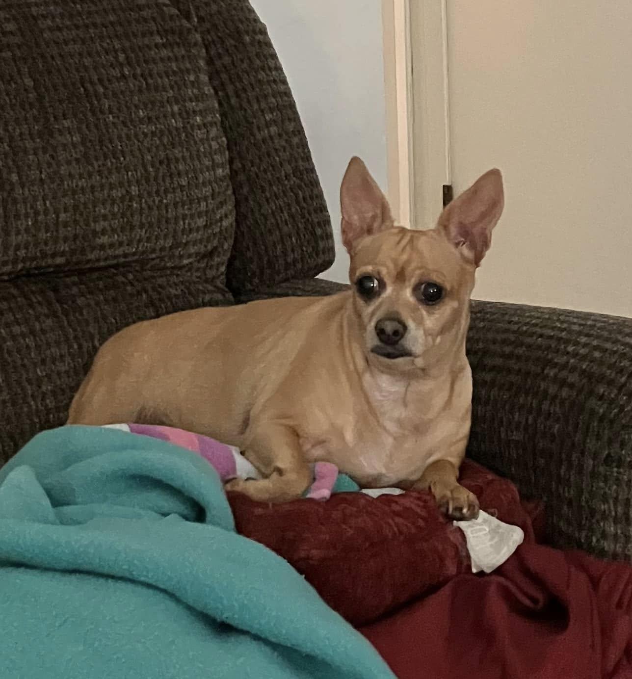 Enlarge Daisy, a Adopted Chihuahua in Jefferson , LA image 3/3