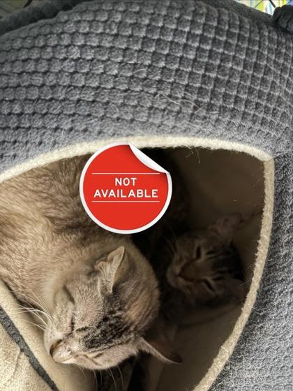 Ricky, Adoptable, Adult Female Domestic Short Hair & Domestic Short Hair.