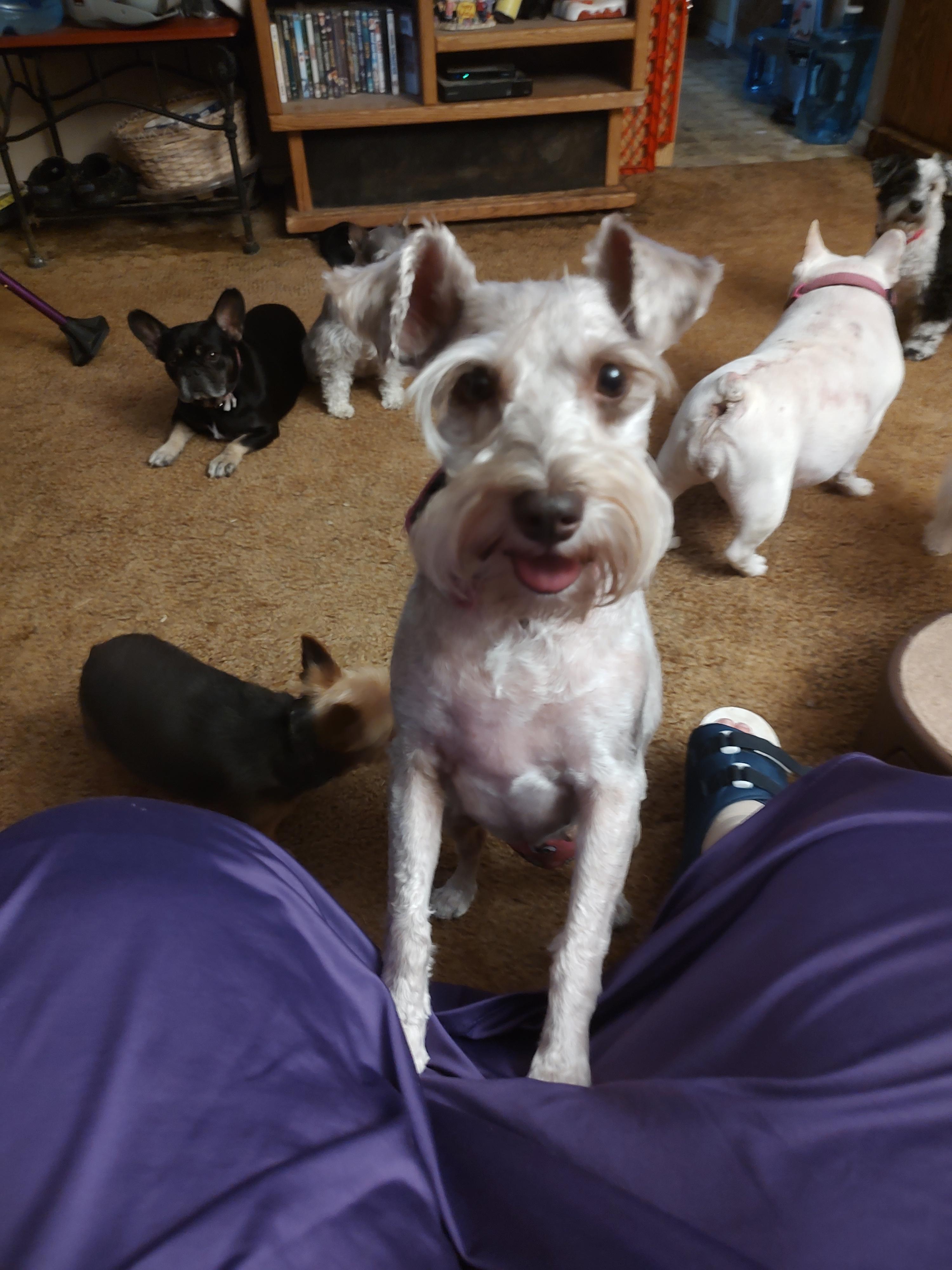 Penelope, Adopted, Adult Female Miniature Schnauzer.