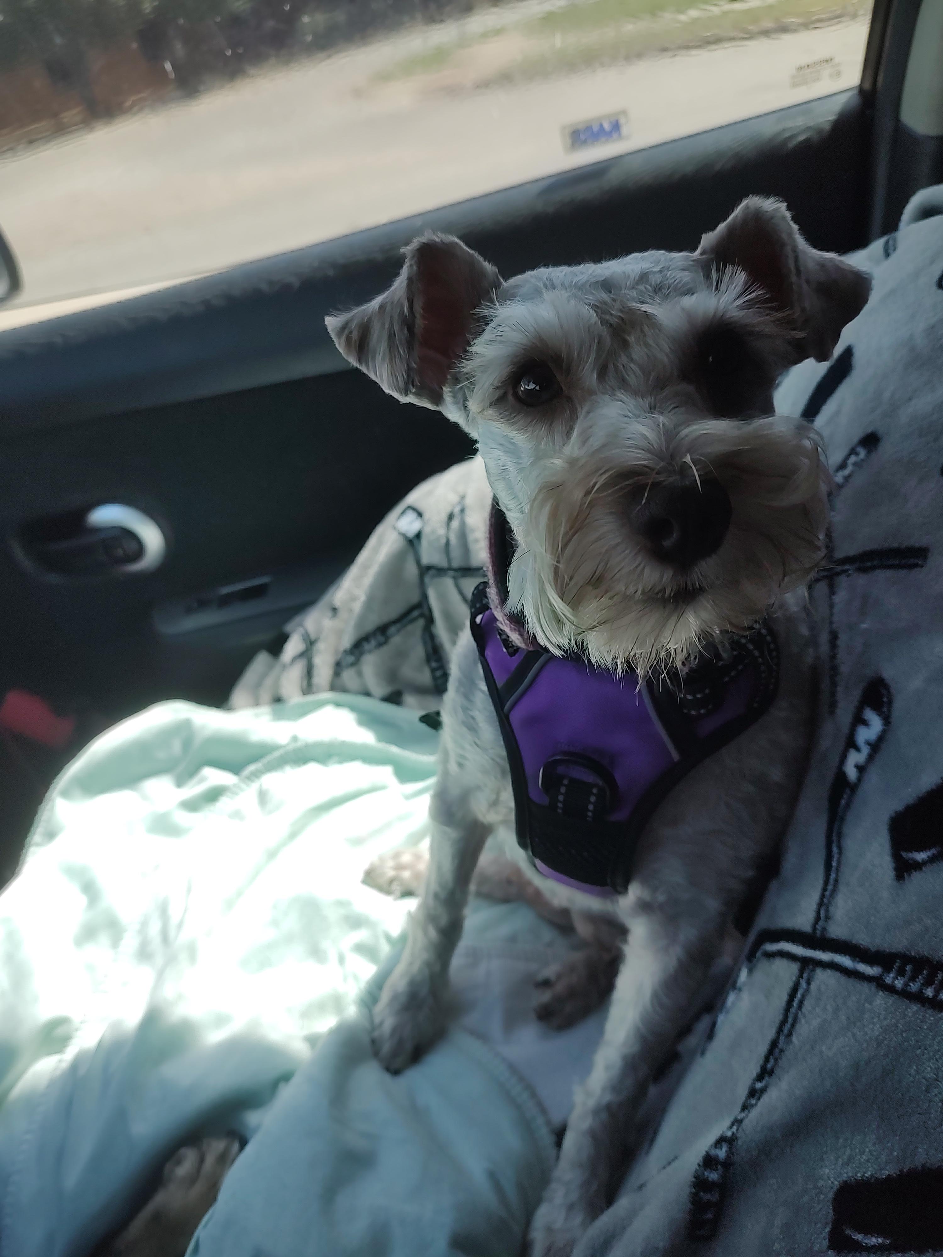 Penelope, a Adopted Miniature Schnauzer in Azle, TX image 2/3