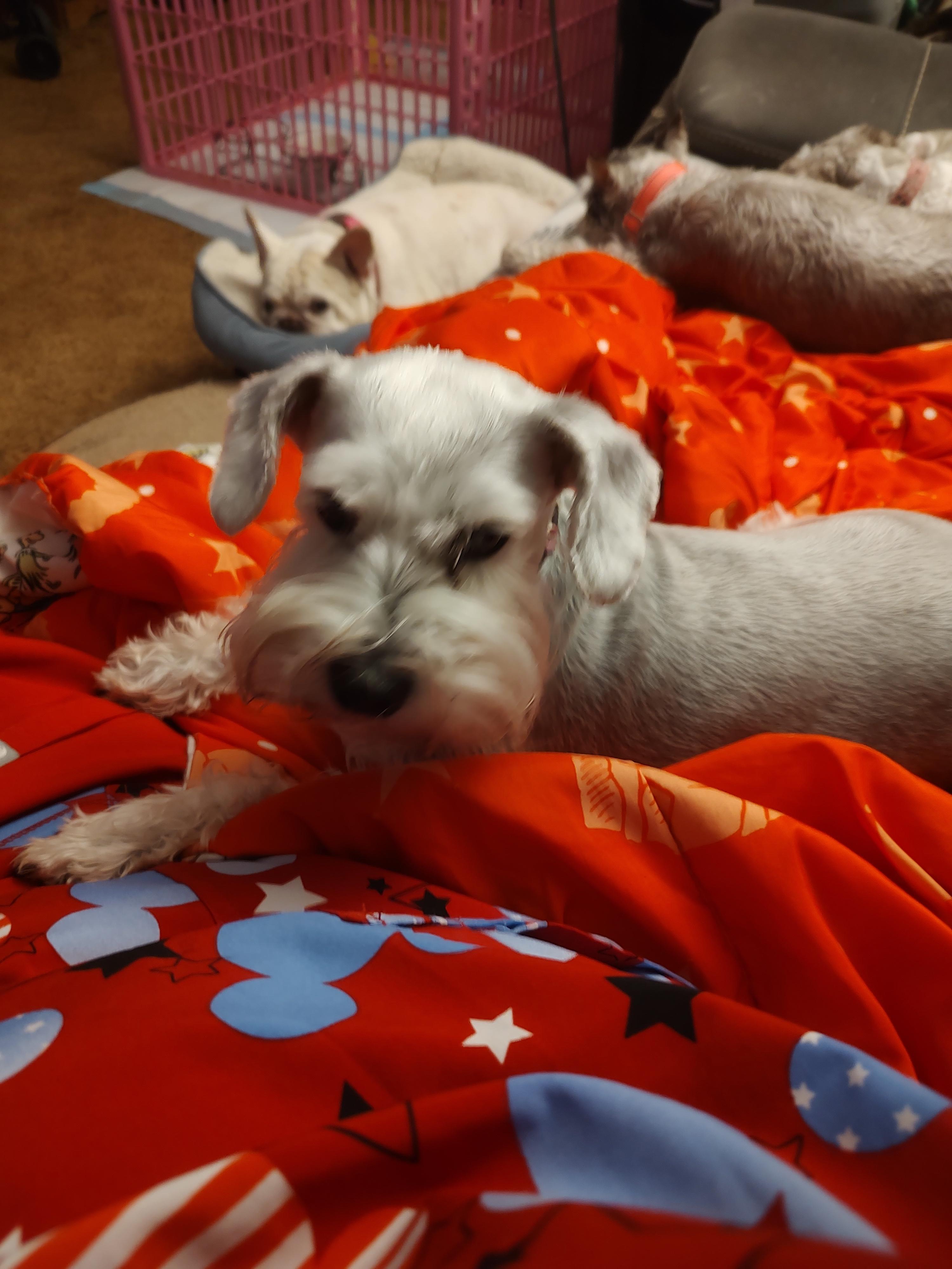 Penelope, Adopted, Adult Female Miniature Schnauzer.