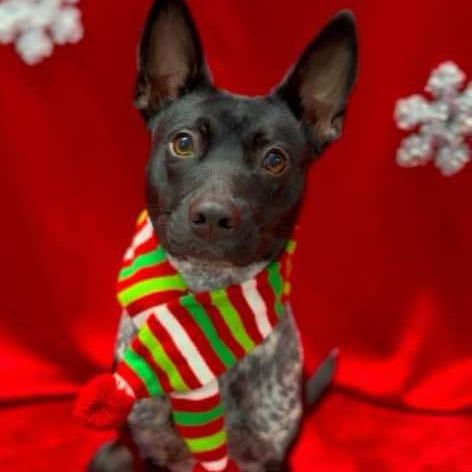 Dolly, a Adoptable mixed breed in Washington Township, OH image 1/6