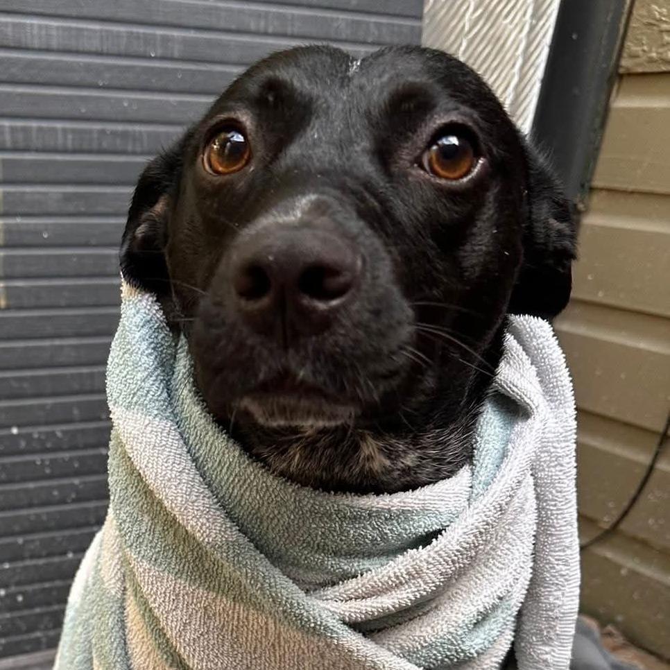 Dolly, a Adoptable mixed breed in Washington Township, OH image 2/6