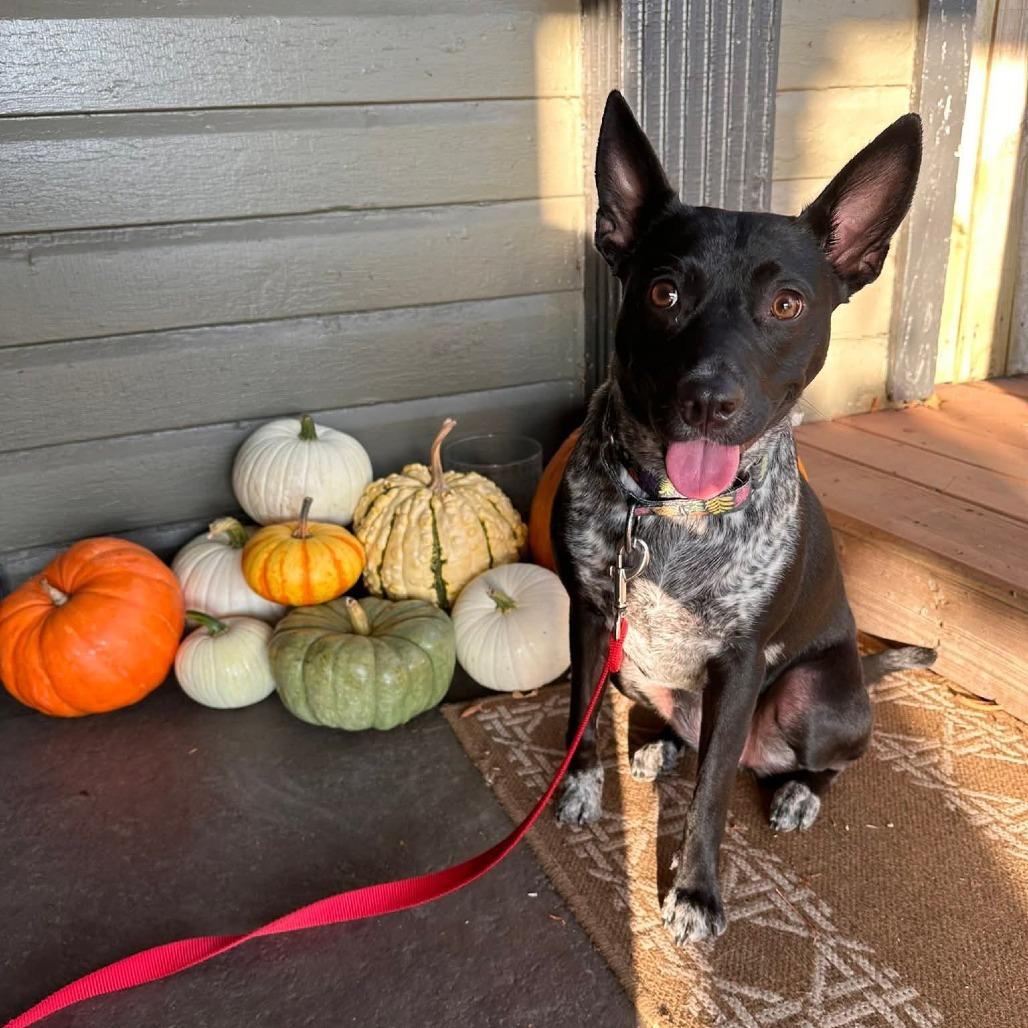 Dolly, a Adoptable mixed breed in Washington Township, OH image 3/6