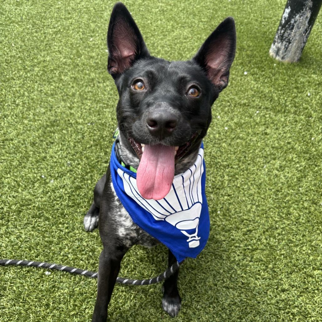 Dolly, a Adoptable mixed breed in Washington Township, OH image 4/6