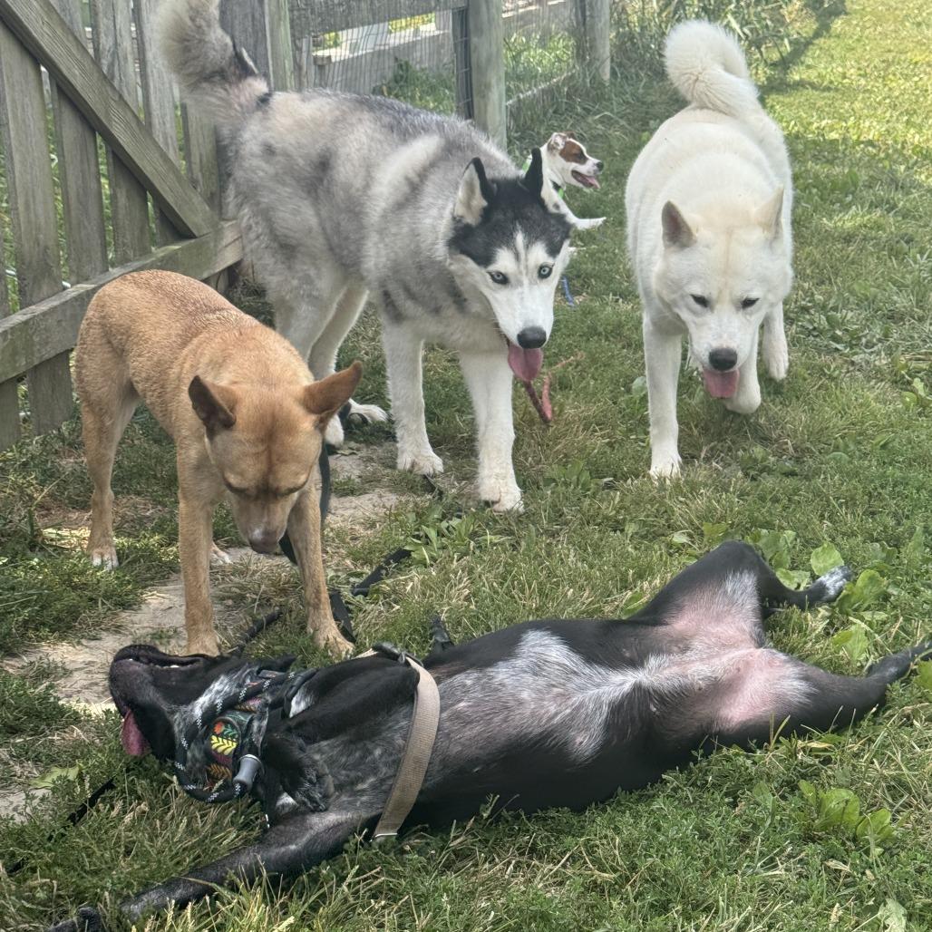 Dolly, a Adoptable mixed breed in Washington Township, OH image 5/6