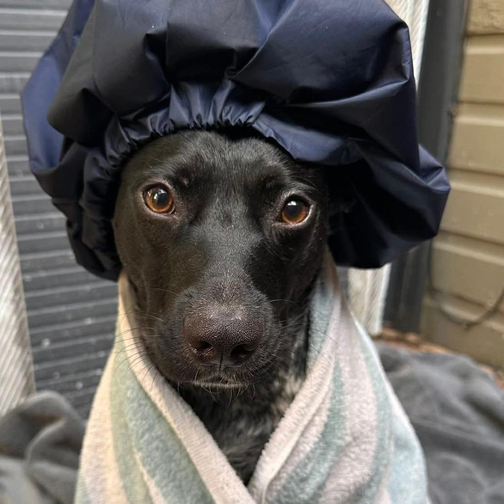 Dolly, a Adoptable mixed breed in Washington Township, OH image 6/6