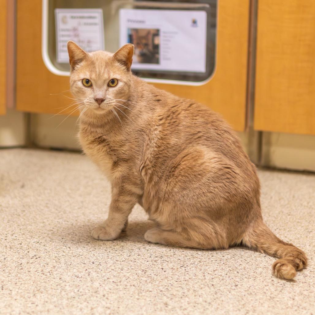 Brother (Bonded with Sissy), Adoptable, Adult Male Domestic Short Hair.