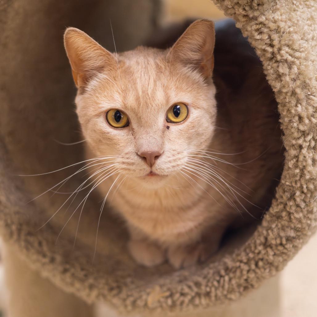 Enlarge Brother (Bonded with Sissy), a Adoptable Domestic Short Hair in Newark, DE image 5/6