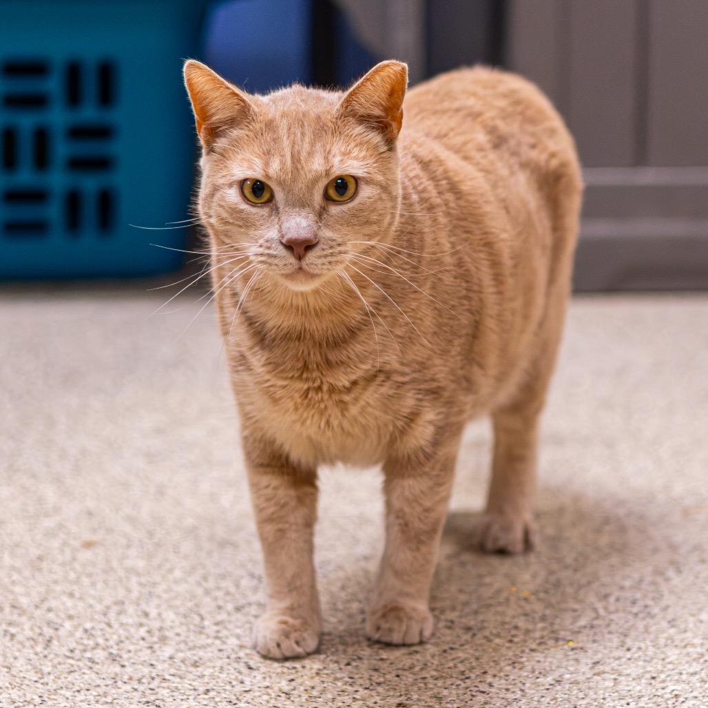 Enlarge Brother (Bonded with Sissy), a Adoptable Domestic Short Hair in Newark, DE image 5/6