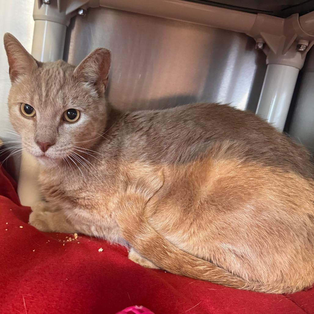 Enlarge Brother (Bonded with Sissy), a Adoptable Domestic Short Hair in Newark, DE image 6/6