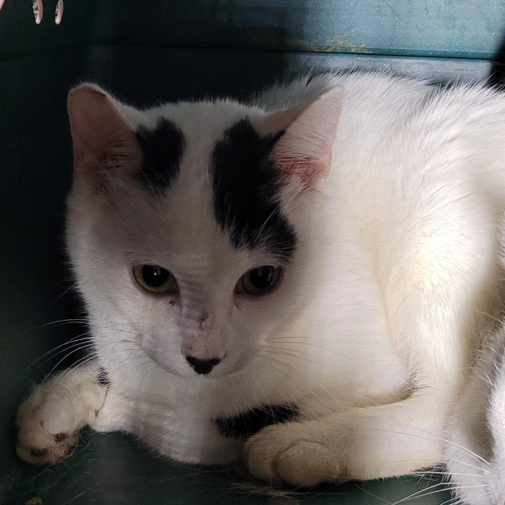 Patrick, Adoptable, Adult Male Domestic Short Hair.