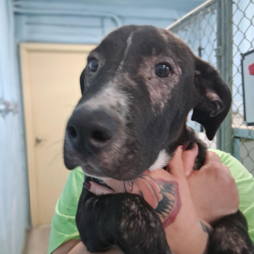 Claude, Adoptable, Puppy Male Black Labrador Retriever & Mixed Breed.