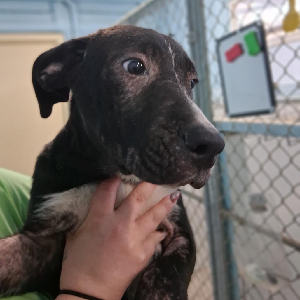 Enlarge Claude, a Adoptable mixed breed in Denison, TX image 2/3