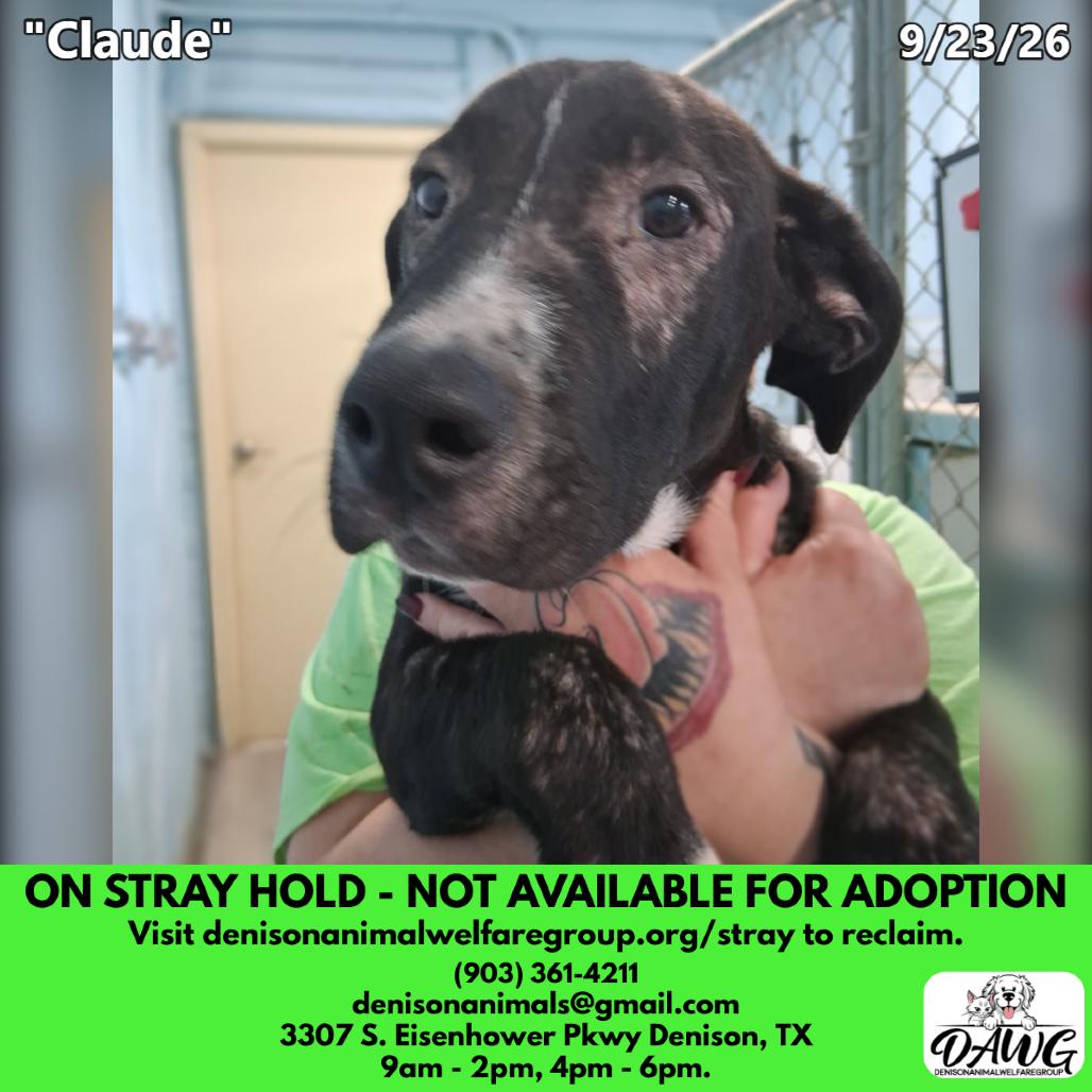 Enlarge Claude, a Adoptable mixed breed in Denison, TX image 3/3
