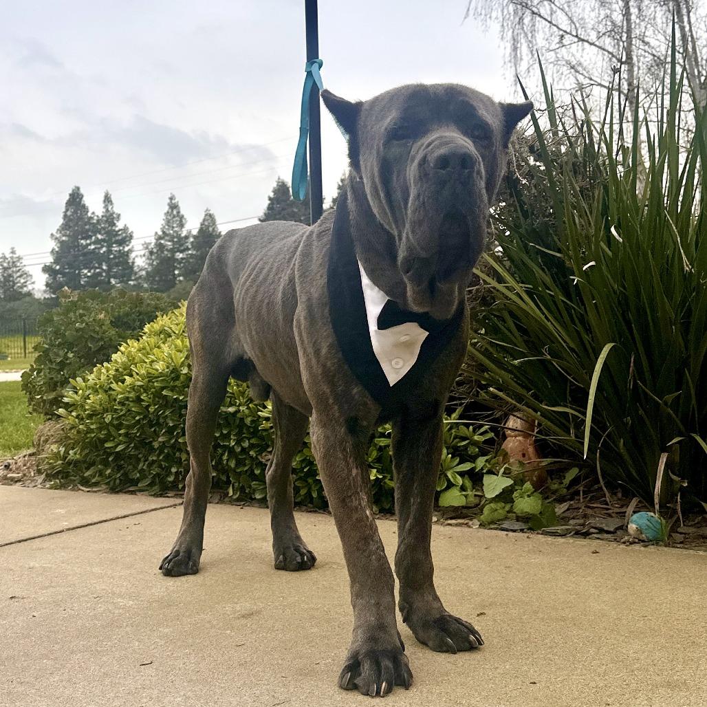 Romeo, Adoptable, Young Male Cane Corso & Neapolitan Mastiff.