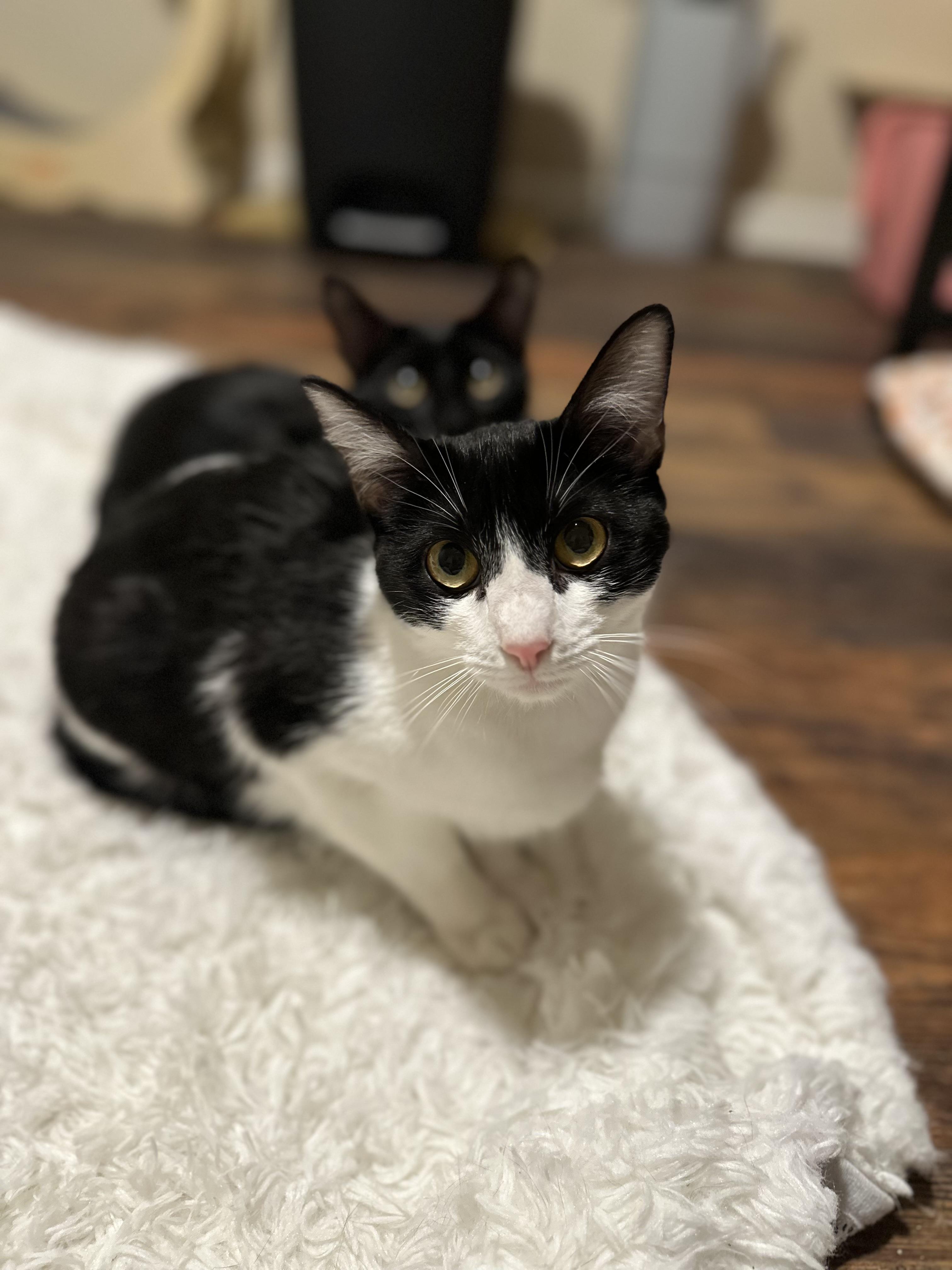 Enlarge Soozey, an adopted Domestic Short Hair in Woodstock, GA image 2/5