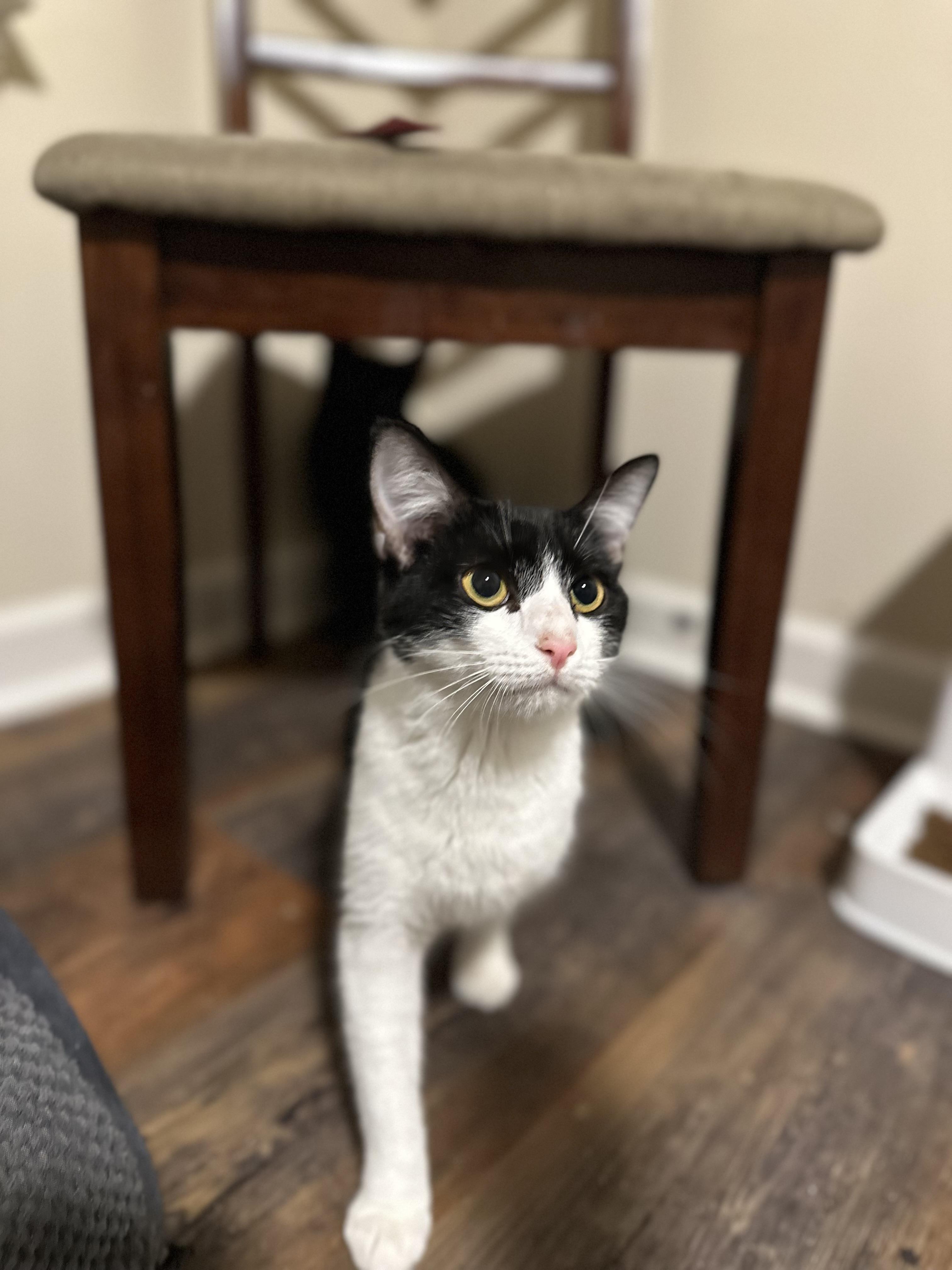 Enlarge Soozey, an adopted Domestic Short Hair in Woodstock, GA image 3/5