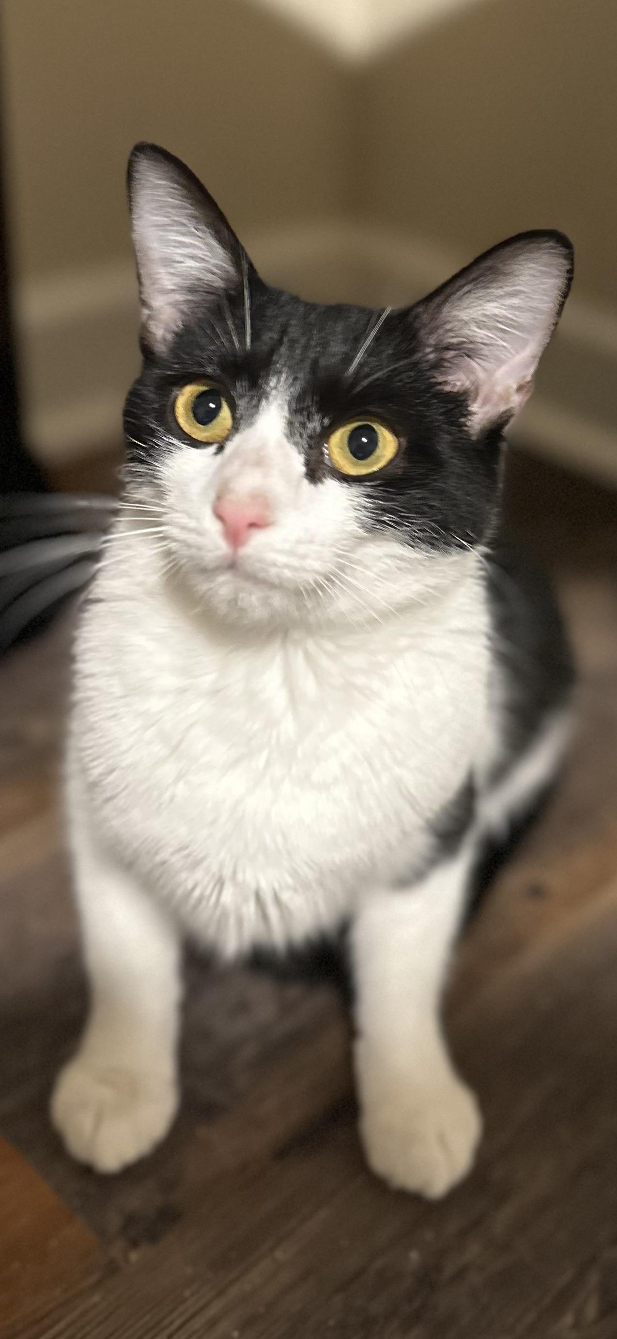 Enlarge Soozey, an adopted Domestic Short Hair in Woodstock, GA image 4/5