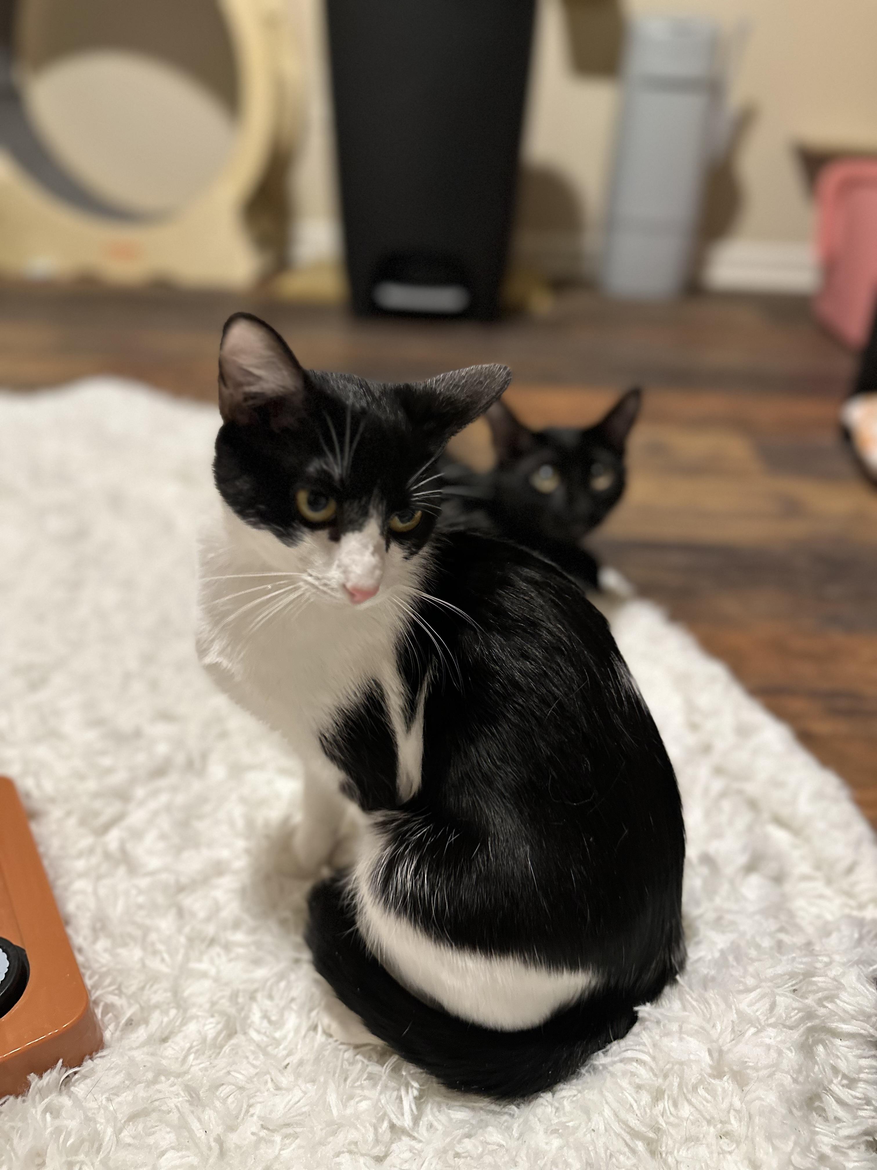 Enlarge Soozey, an adopted Domestic Short Hair in Woodstock, GA image 1/5