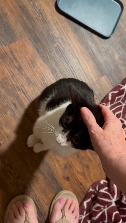 Enlarge Soozey, an adopted Domestic Short Hair in Woodstock, GA video 5/5