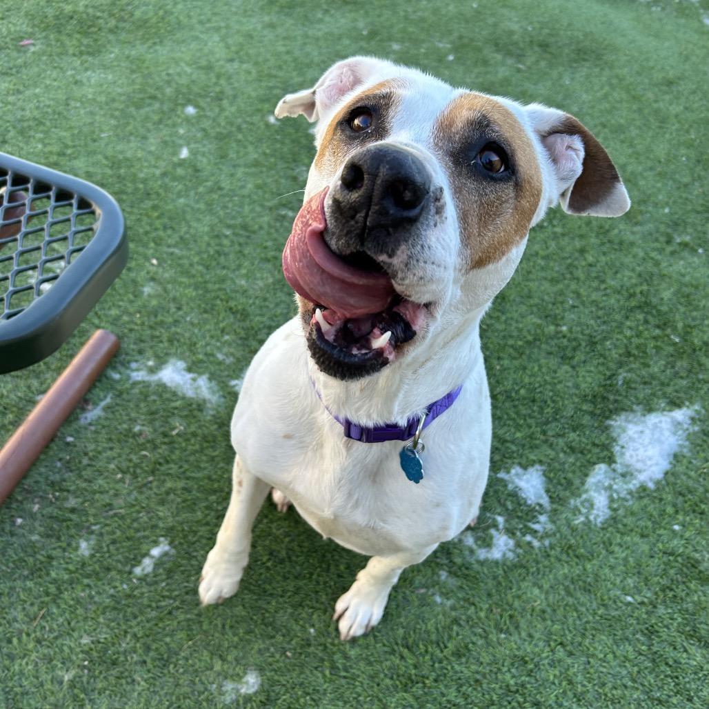 Daisy Mae - in foster!