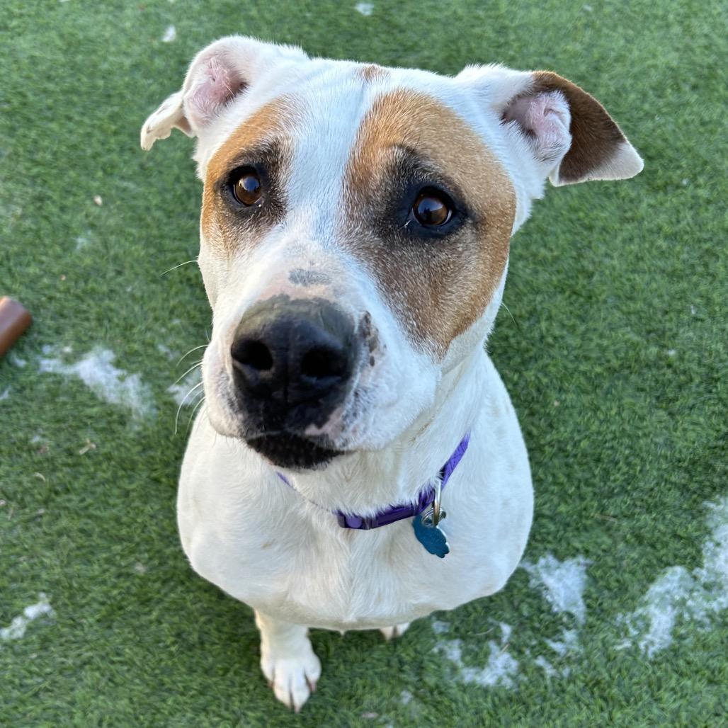 Daisy Mae - in foster! — thumbnail 2