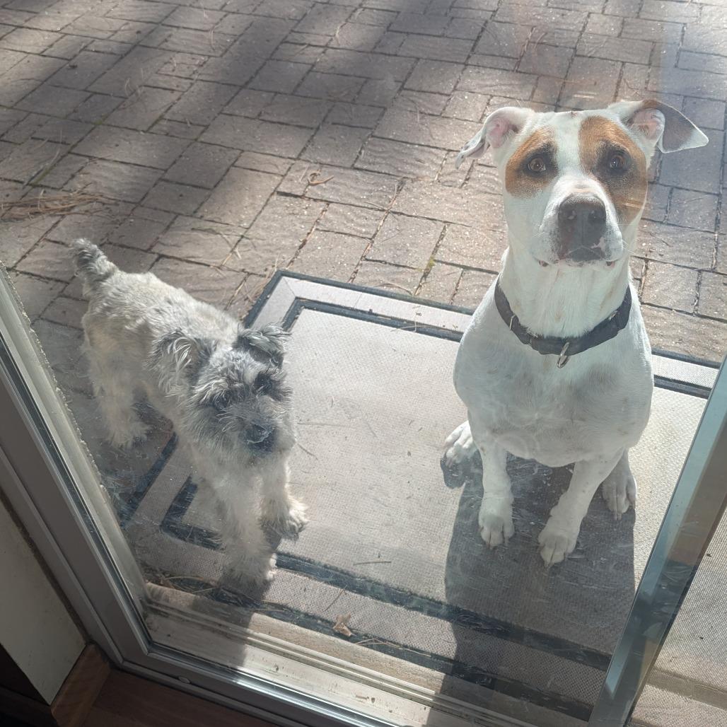 Enlarge Daisy Mae - in foster!, a Adoptable Pit Bull Terrier in Flagstaff, AZ image 3/6