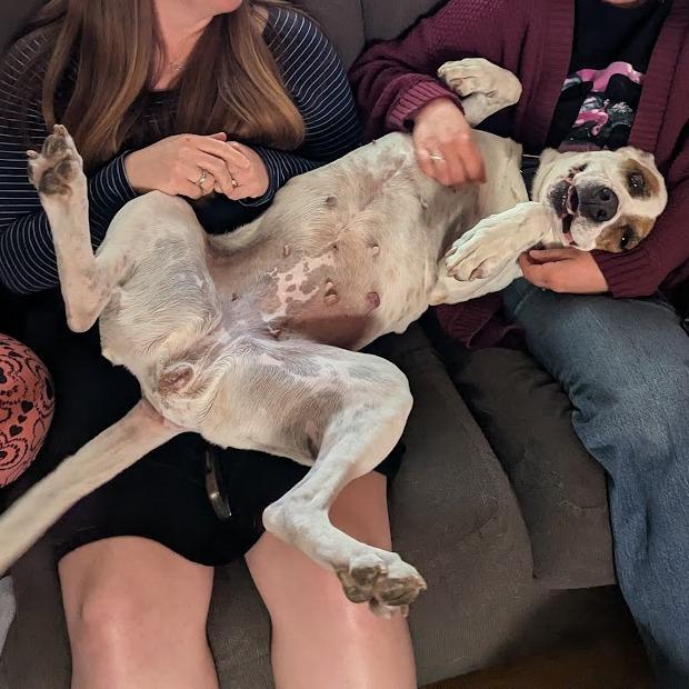 Enlarge Daisy Mae: Expert Cuddle Bug - in foster!, a Adoptable Pit Bull Terrier in Flagstaff, AZ image 3/6