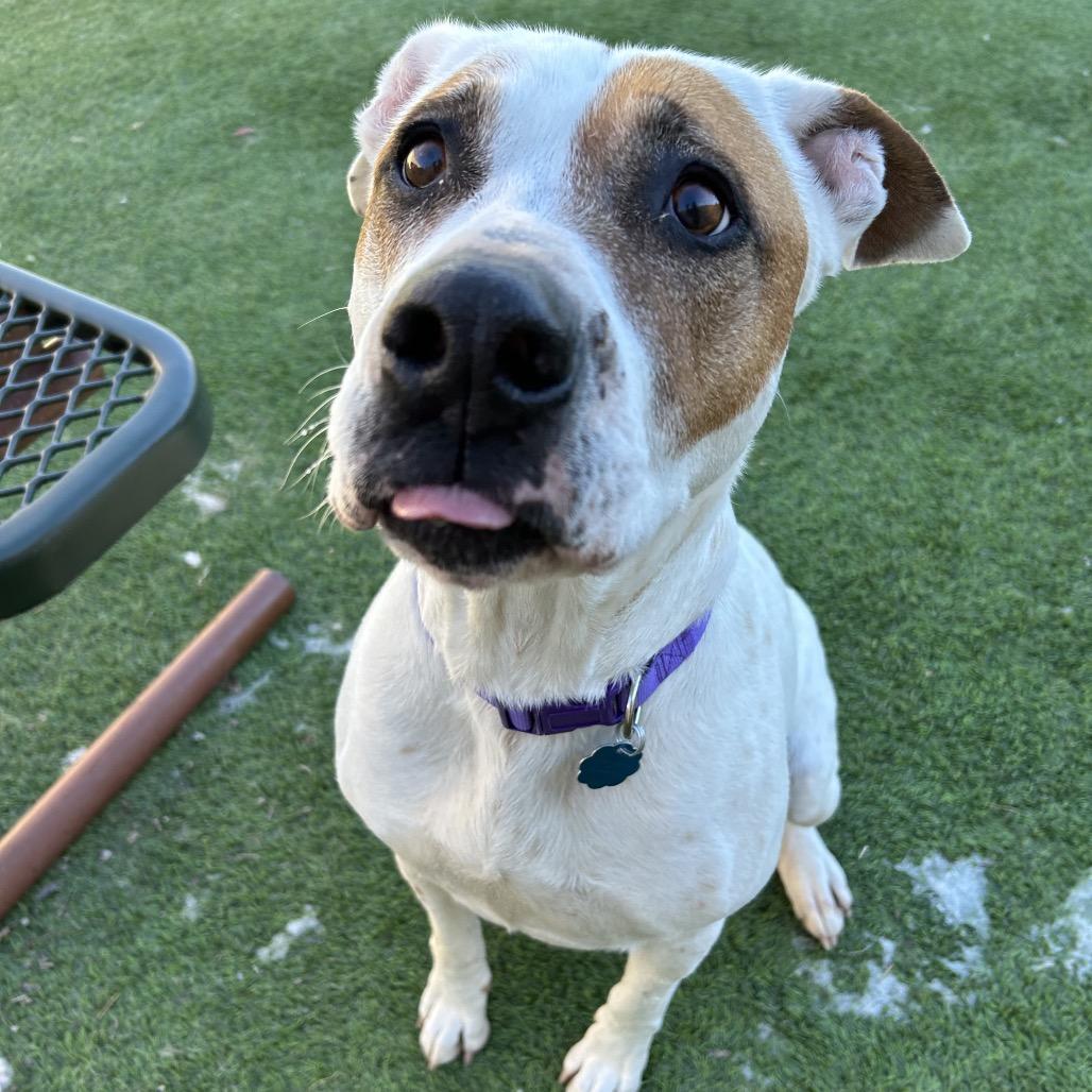 Enlarge Daisy Mae - in foster!, a Adoptable Pit Bull Terrier in Flagstaff, AZ image 4/6